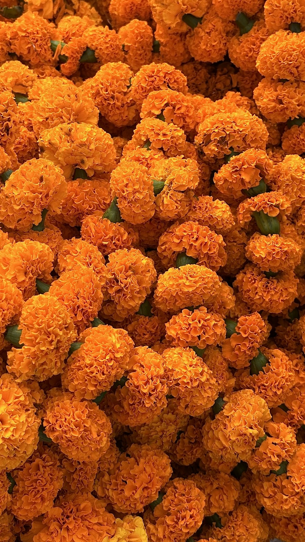 Fresh marigold blooms